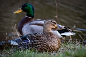 Watching Mallards